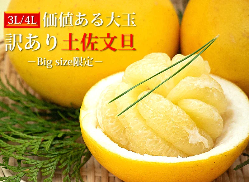 【 送料無料 】 大玉 限定 土佐 文旦 ★ 訳あり 土佐文旦（ 露地 ） 10kg サイズ(価値ある・3L／4L(大玉)限定) わけあり 訳アリ フルーツ 【ご家庭用】(北海道・沖縄は別当送料が必要です) 文旦 母の日 ギフト 花以外