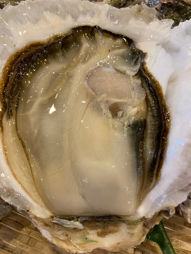 養殖岩牡蠣（5個入1kg）