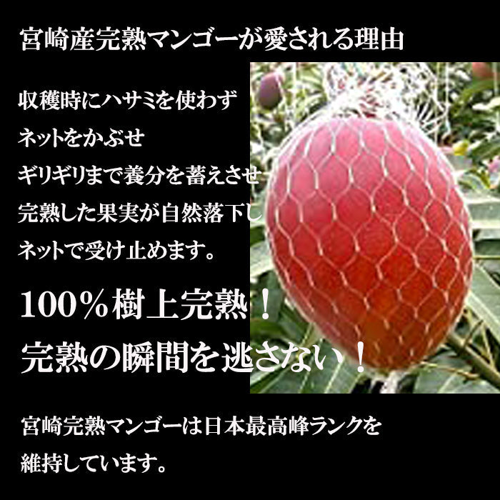 宮崎産 完熟マンゴー 秀品 2Lサイズ 1玉入り