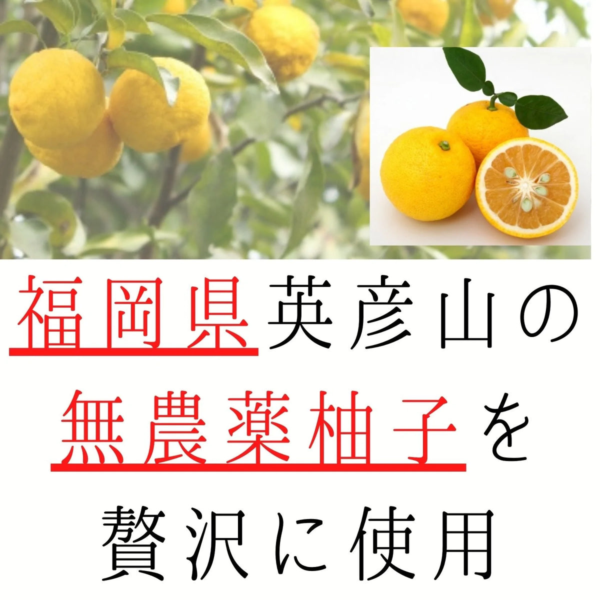 送料無料【国産無農薬柚子】半生 ドライフルーツ 8袋 国産 無農薬 送料無料 柚子グラッセ お菓子 グラッセ 紅茶 プチギフト 卒業祝い 柚子茶 無添加 ゆず ピール おつまみ 妊娠祝い