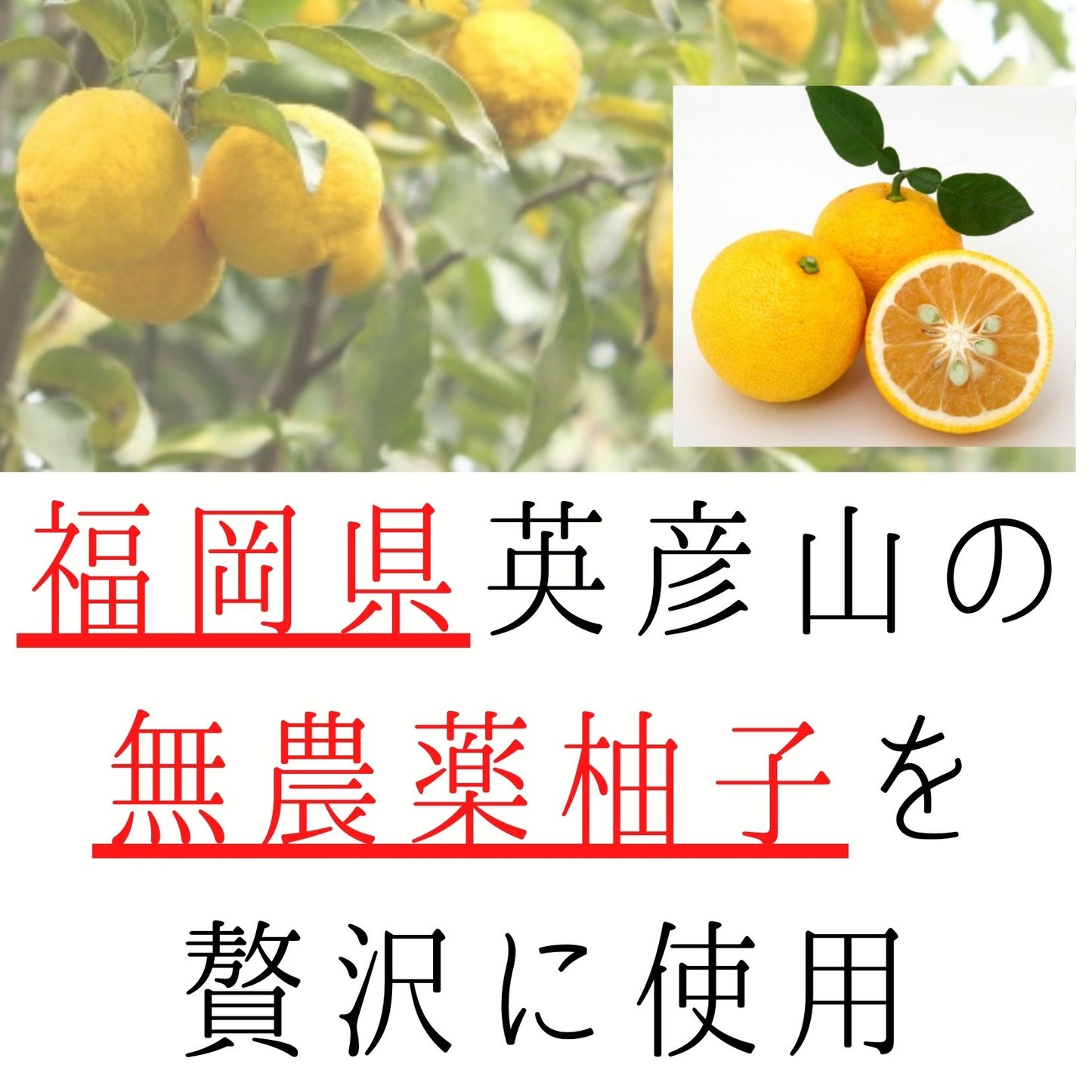 農薬不使用 保存料、着色料不使用 しっとり柔らか 半生ドライフルーツ 優しい酸味 柚子 紅茶とも相性抜群
 送料無料【帯 柚子グラッセ20袋】半生 ドライフルーツ 国産 無農薬 送料無料 柚子グラッセ お菓子 グラッセ 紅茶 プチギフト 柚子茶 無添加 ゆず ピール おつまみ 帯 まとめ買い 老人ホーム