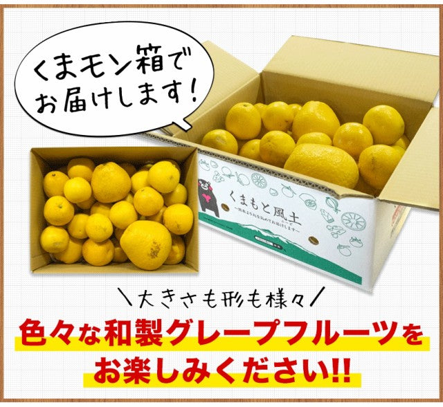 和製グレープフルーツ 河内晩柑 4kg グレープフルーツ 産地直送 河内 晩柑 熊本県産
