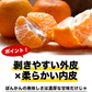 訳あり 甘熟 ポンカン 4kg