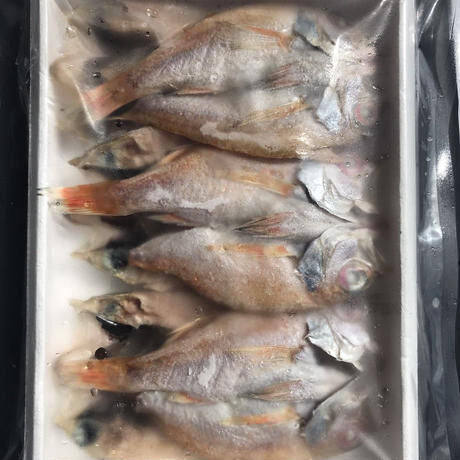 香住産のどぐろ干し１セット6枚入り (1尾：約70g)