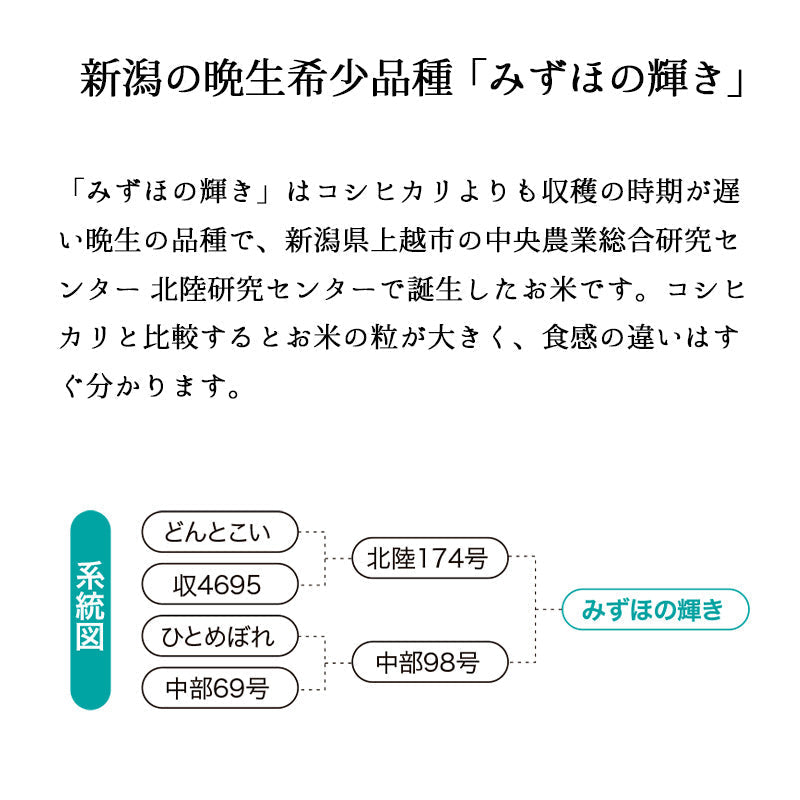 米 10kg みずほの輝き お米 新潟産 白米 10キロ 令和3年産