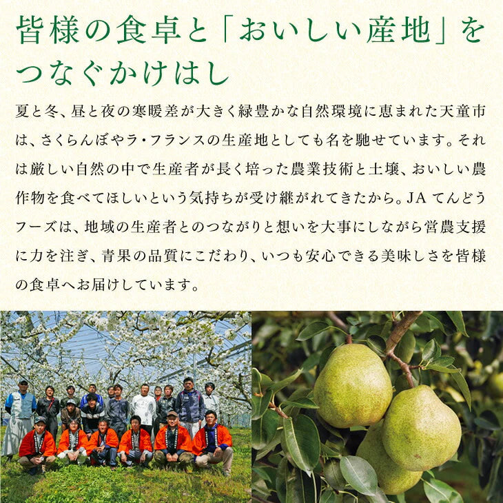【カウシェうまいもん市場】予約商品 訳あり 山形県産 白桃 品種おまかせ約2kg(玉数おまかせ) ※一部地域は別途送料 果物 8月下旬〜9月上旬発送 フルーツ　pc05