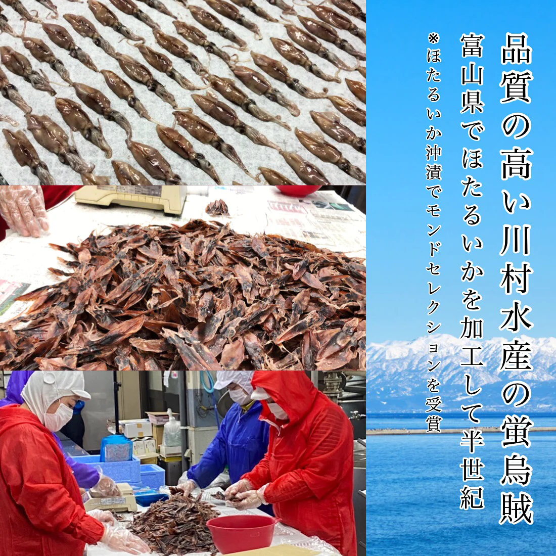 無添加 富山湾産 ほたるいか 素干し 50g×1袋 富山 ワタたっぷり 肉厚で炙らなくても美味しい 干物 肝入り ホタルイカ素干し 蛍烏賊 お試し 海鮮 おつまみ つまみ 珍味【A配送：常温】
