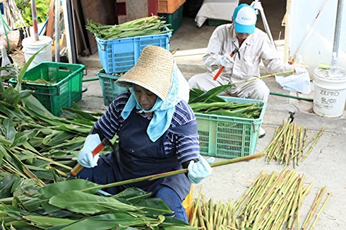 日本月桃 アルピニアカット 3個セット 天然防虫剤 防菌・防カビ・消臭