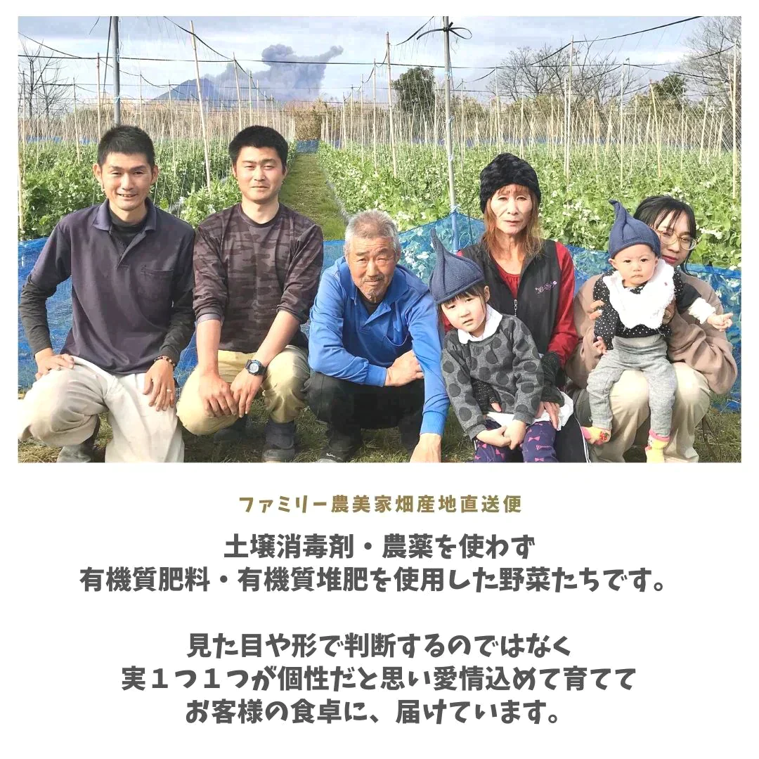 【農家直送！】鹿児島産 -甘塩新玉ねぎ-（2kg,12個前後）採れたて新鮮！ / 野菜 / タマネギ / カレー / 炒め物 / サラダ / 新鮮 / 農産物 / 無農薬 /【特産品・ご当地特集】