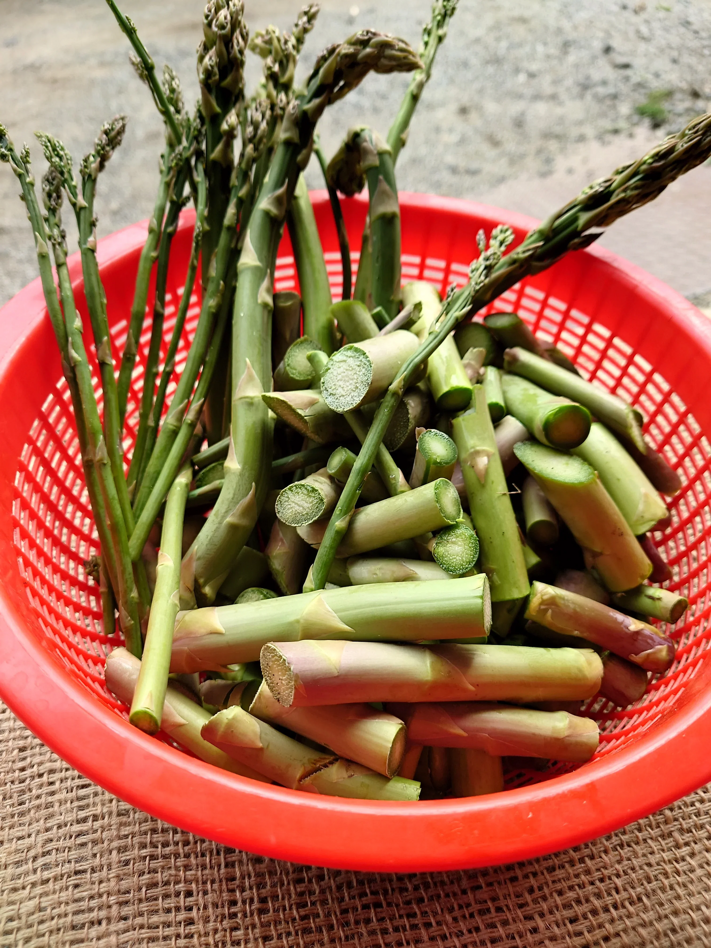 【訳あり】【北海道富良野産】アスパラガスの端材 規格外品　1kg 野菜【エコ得リリースSALE】【特産品・ご当地特集】
