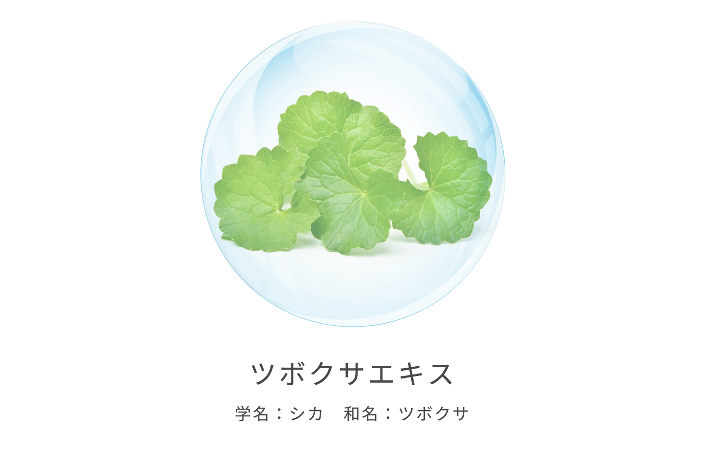 【10人シェア買いでお得】レカルカMINI MOIST SHINE MIST ミニモイストシャインミスト 50mL レカルカ lekarka 公式 化粧水 ミスト ミスト化粧水 アスコルビン酸 リポソーム ペプチド EGF ツボクサエキス 保湿 正規品 プレゼント 誕生日 彼女 化粧品 コスメ ギフト 高級 デパコス 送料無料