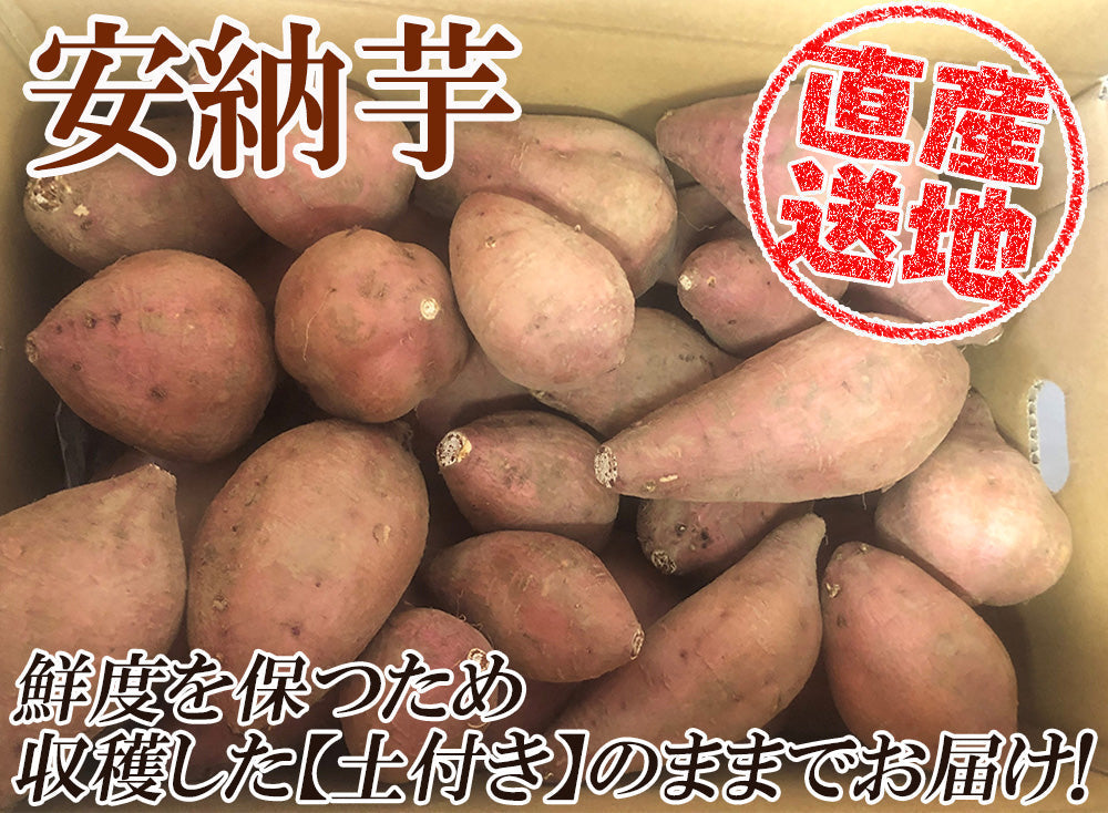 【最安値挑戦祭】安納芋 さつまいも 5kg 送料無料 産地直送 産直 土付き さつま芋 薩摩芋 焼きいも 焼き芋 石焼き芋 芋 いも イモ 鹿児島県産 ngs-006