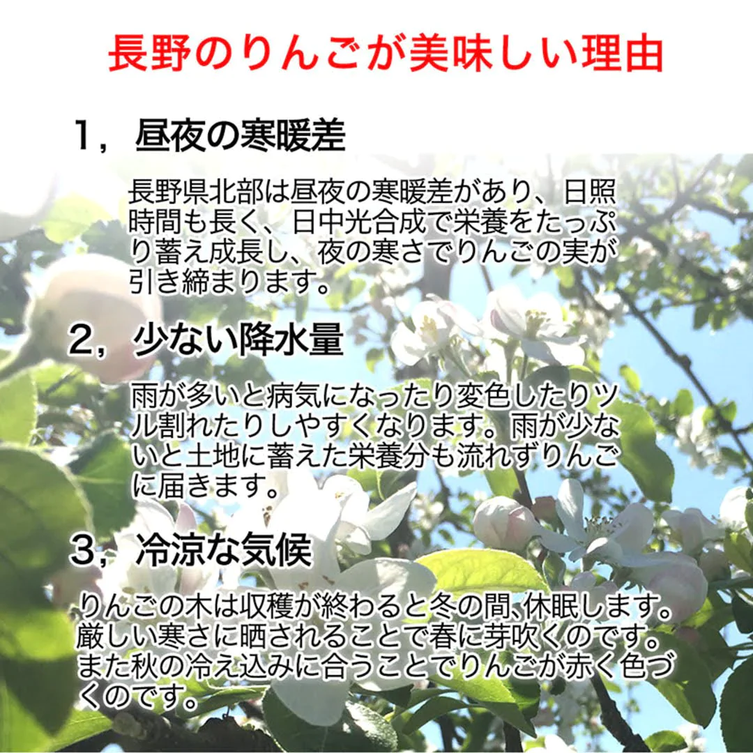 サンふじ 加工用 約3kg 7-16玉＃YAF0K030