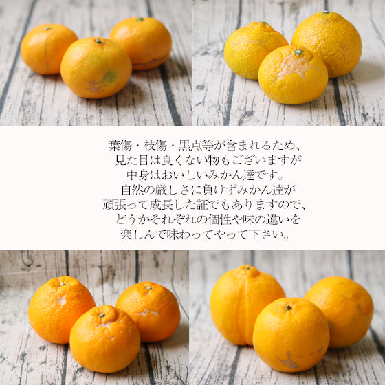 吉田みかん 詰め合わせ ファミリーセット 2kg