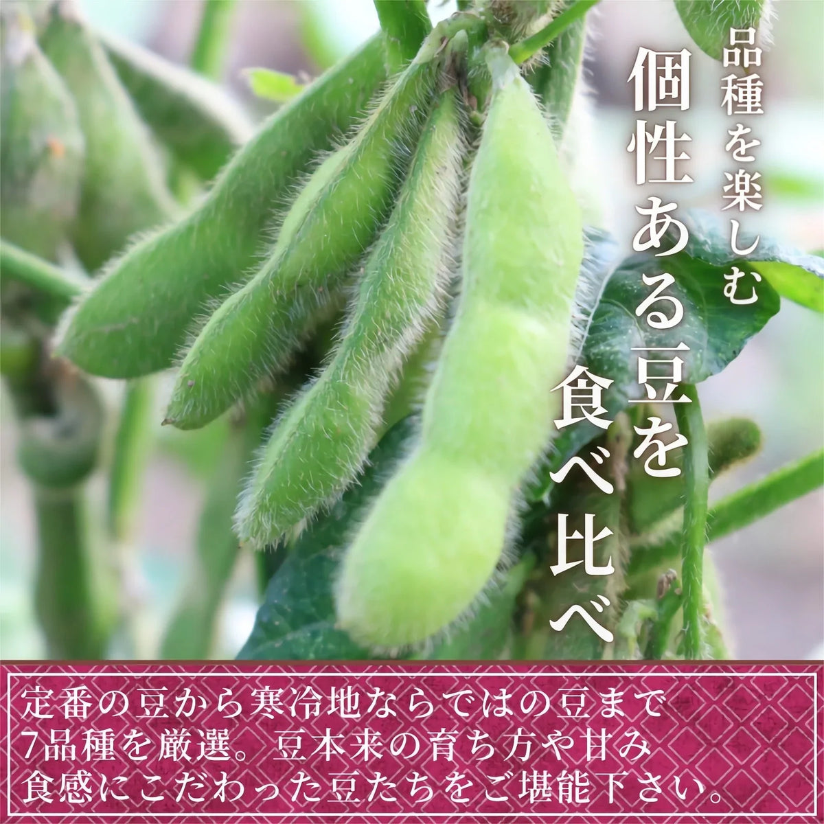 【厳選した豆を食べ比べ】７種の乾燥豆セット 計700ｇ（各100ｇ）農薬・化学肥料不使用 2022年産 青森県産 厳選 産地直送 送料無料 お試し 健康 ヘルシー