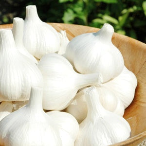 【限定クーポンで20%OFF】十和田野菜セットＢ