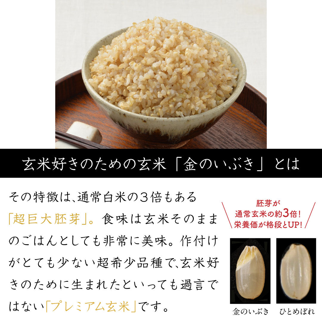 ご飯パック 金のいぶき玄米ごはん 宮城県産 72個セット 160g おくさま印 お米 レトルト 食品 無添加 国産 栄養 健康 レンジで簡単 温めるだけ ギフト 引っ越し 挨拶 出産 内祝い お中元 お歳暮 結婚 還暦 お年賀 送料無料