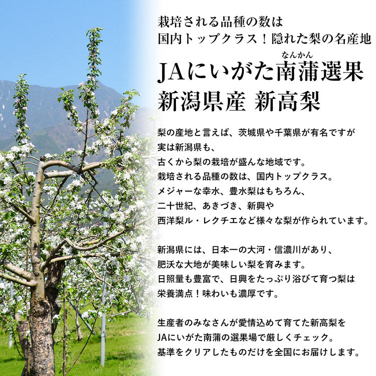 【20人シェア買いでお得】【10月中旬～11月上旬発送】新高梨 超大玉 5?9玉 新潟県産 5kg箱満杯詰め 梨の王様 和梨 にいたか なし 産地直送 産直 常温便 同梱不可 指定日不可