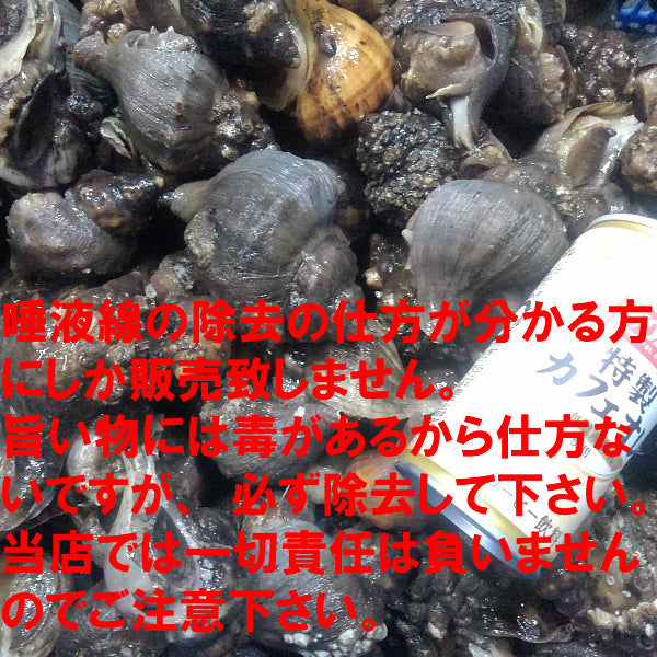 店長自ら漁獲！青ツブ貝 青つぶ貝 宮城県産 「ヒメエゾボラ ２kg」 送料無料 漁師直送品 生出荷 お刺身 甘煮 焼いたりと美味です。唾液腺を除去可能な方のみに販売です。