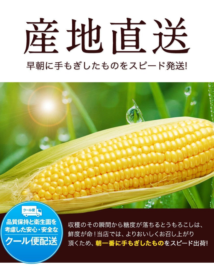 沖縄県産 朝採りスイートコーン 約1キロ - 野菜