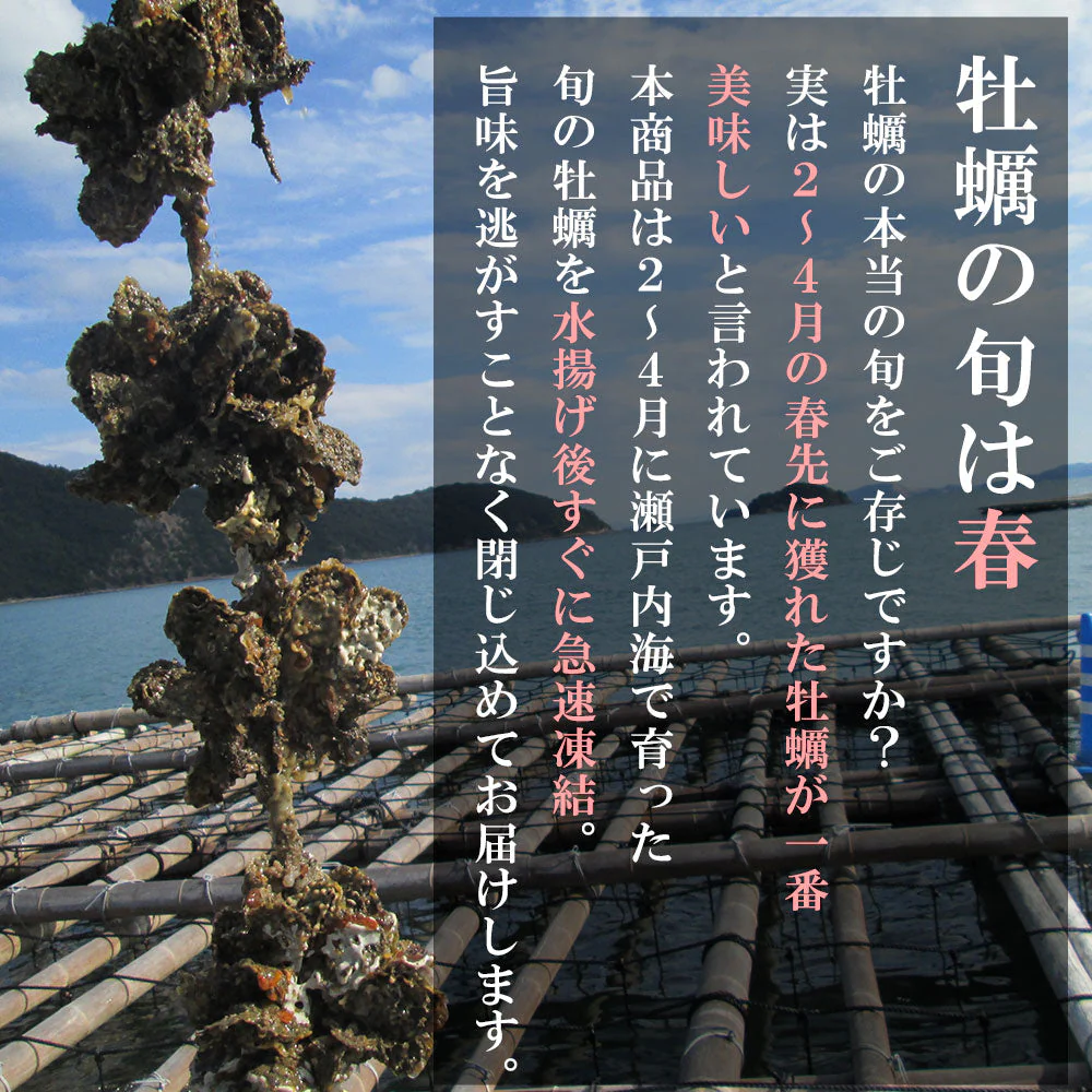 生食用殻付き牡蠣　12個入り