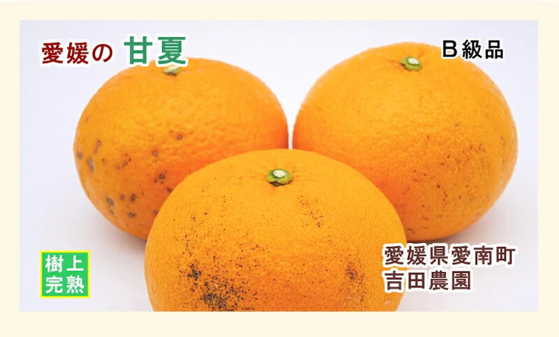 【フルーツ みかん 甘夏】愛媛県 愛南町 みかん果樹園 吉田農園樹上完熟栽培 吉田の甘夏 5kg Ｂ級品採りたてを農園から産地直送送料無料【ミカン 果実 ギフト 贈答品】
