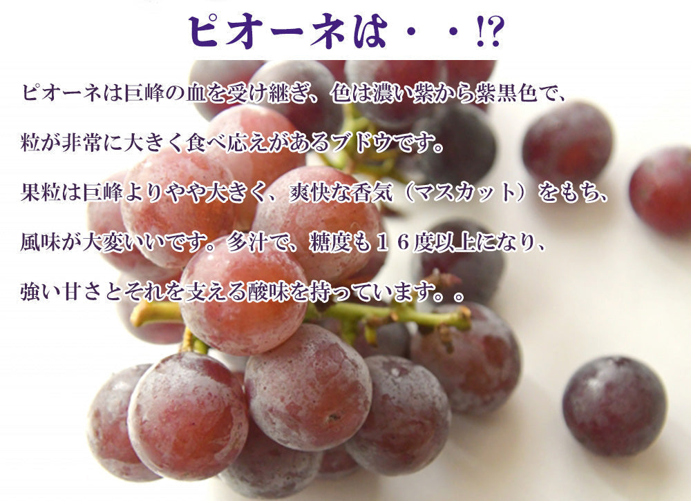 【予約販売 7月27日より順次出荷】ピオーネ 1kg 送料無料 1-2房前後 ぶどう ブドウ 葡萄 フルーツ くだもの 果物 産地直送 鹿児島県産 ngs-002