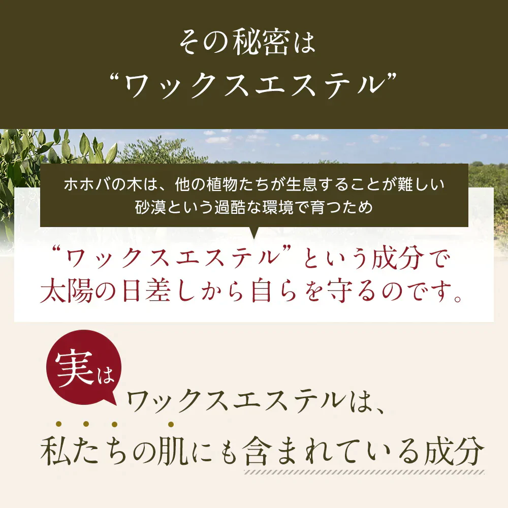 ホホバオイル オーガニック ゴールデン生ホホバオイル 5000ml（1000ml×5本)【送料無料】 キャリアオイル ヘアケア 100% 業務用 マッサージオイル 植物性 スキンケア carrier 髪 コスモスオーガニック フェイス ヘアオイル 業務用
