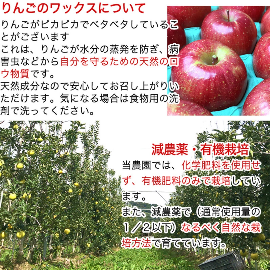 【2023年産予約開始！】秋映 加工用 約2.5kg(7-16玉) 9月下旬頃発送開始予定 #YAA0K025