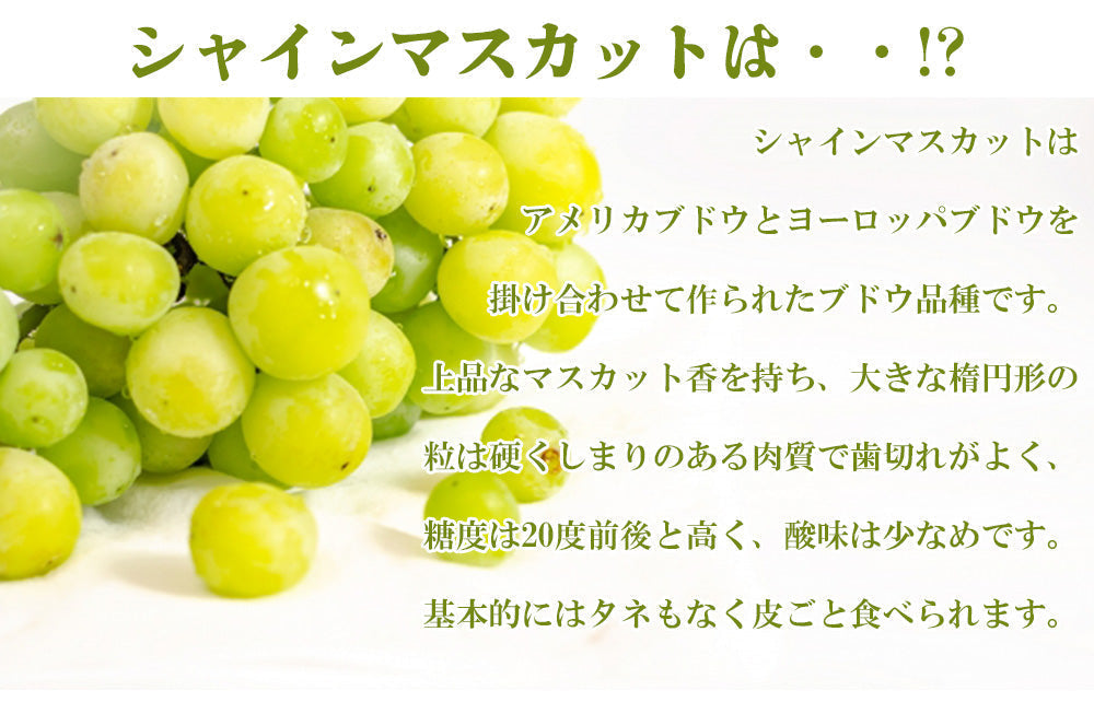 【予約販売 8月1日より順次出荷】シャインマスカット 1kg 1-2房前後 送料無料 ぶどう ブドウ 葡萄 フルーツ くだもの 果物 産地直送 鹿児島県産 ngs-001
