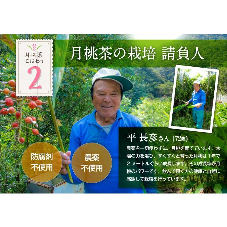 さくらの森【公式】 月桃茶 げっとうちゃ ゲットウチャ ノンカフェイン ティーバッグ カロリー0 しま月桃 無農薬 防腐剤不使用 リラックス　美肌