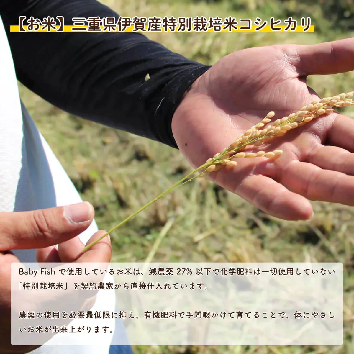 【離乳食中期（８ヶ月〜）】Baby Fish　鯛のおかゆミックス３パック