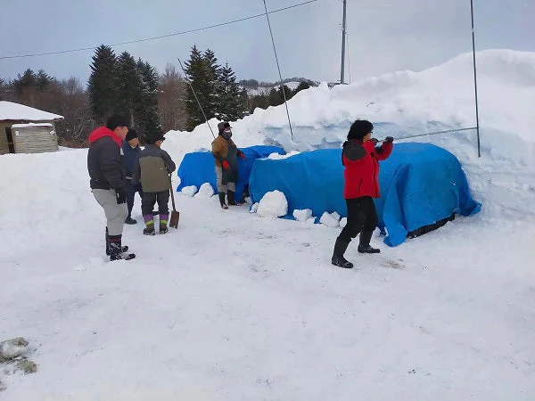 【数量限定送料無料】雪室りんご 雪中りんご 訳あり 青森りんご サンふじ 甘味が強い品種2.5kg（約12個～個体差により変動あり）　【6125】