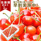 【6月下旬発送】 さくらんぼ 1kg お徳用 佐藤錦 or 紅秀峰 他 山形県産 バラ詰めお一人様2箱まで 家庭用 数量限定 産地直送 訳あり サイズ混合 送料無料 ※遠方へは別途送料がかかります 品種の指定はできません 果物 大特価【エコ得SALE】