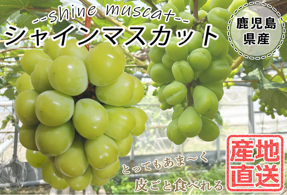 【予約販売 8月1日より順次出荷】シャインマスカット 1kg 1-2房前後 送料無料 ぶどう ブドウ 葡萄 フルーツ くだもの 果物 産地直送 鹿児島県産 ngs-001
