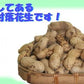 未調理なまから付落花生(ナカテユタカ)500g×3個セット 千葉県産八街落花生