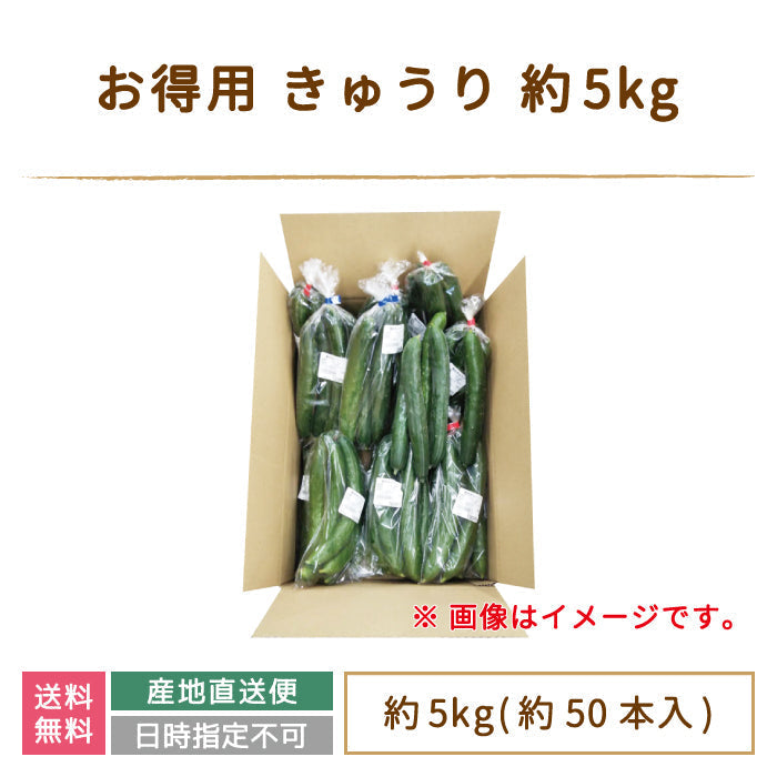 お得用 きゅうり 約5kg (約50本入り) * (クール便)
