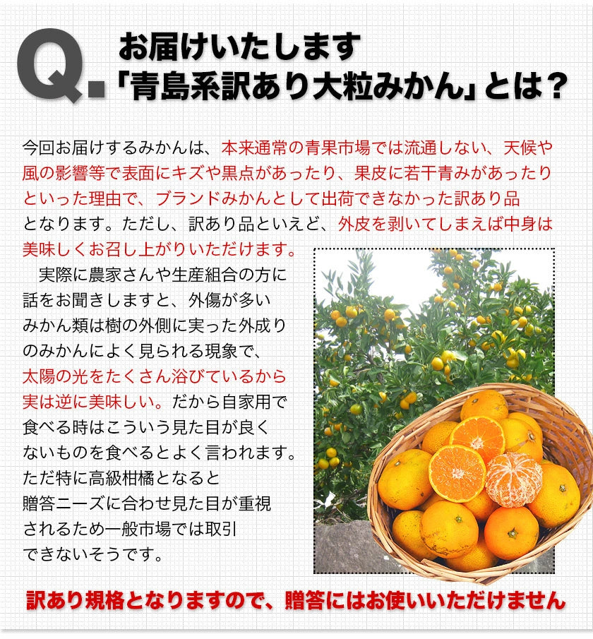 【ご新規さんとシェア買い】大粒 みかん 訳あり 1.5kg 熊本 送料無料 フルーツ 訳ありみかん 5kg以下 10kg以下 大玉 家庭用 果物 柑橘 食品 蜜柑 フルーツ 果物