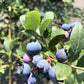 大粒完熟 生ブルーベリー 1kg（500g×2パック）