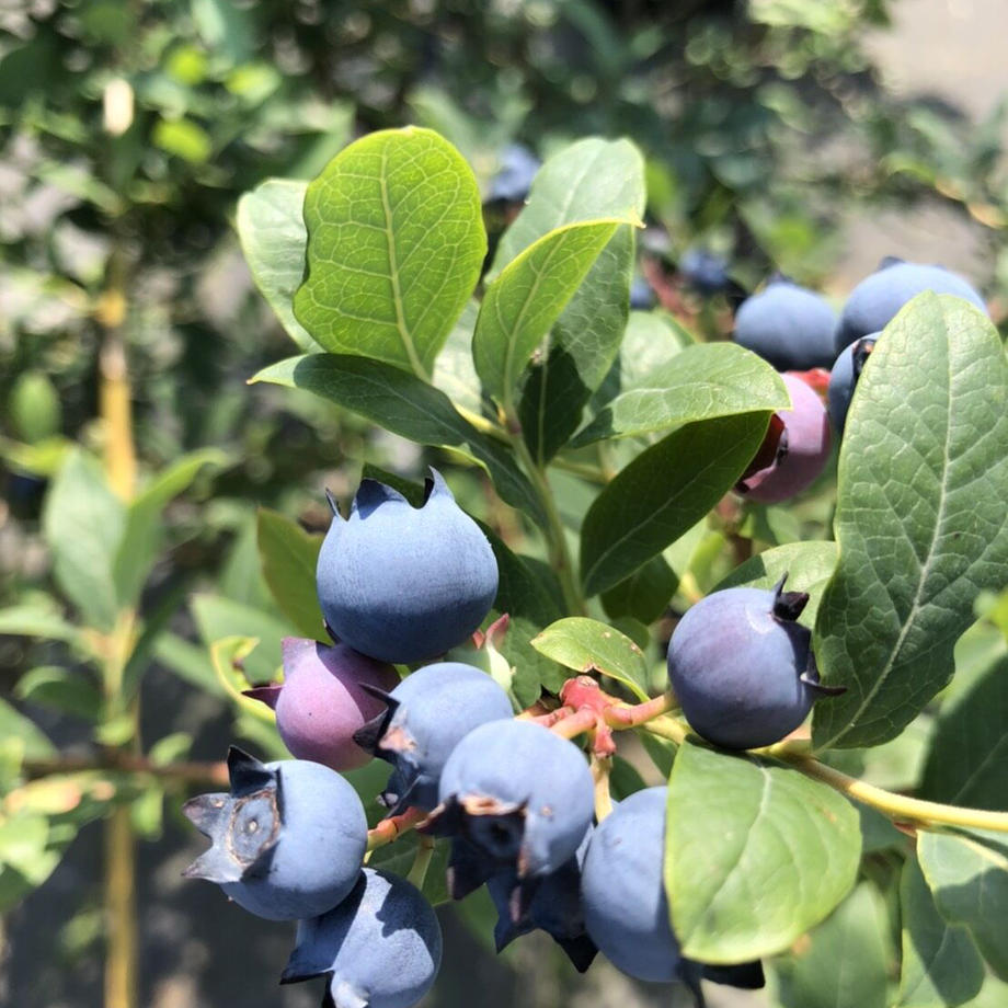 大粒完熟 生ブルーベリー 1kg（500g×2パック）