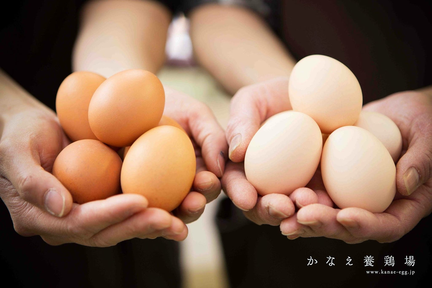 とれたて「金の桑卵」45個セット