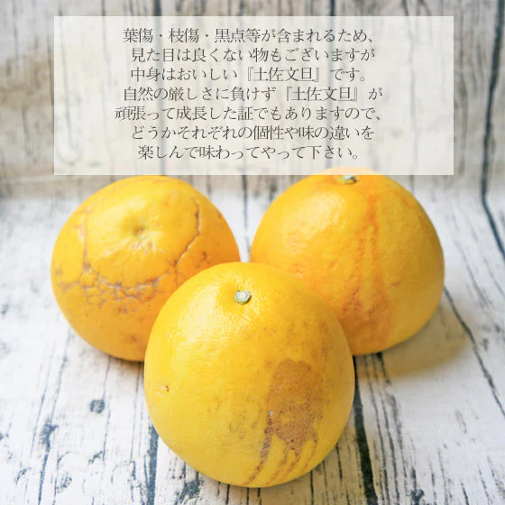 【f文 05】 土佐文旦 5kg 【家庭用・M～3Lサイズ込み・多少の葉傷・黒点が含まれます】 【高知県産】 【送料無料※北海道・沖縄・離島への配送は別途1000円の送料となります。】 みかん 文旦 柑橘 フルーツ ぶんたん【エコ得リリースSALE】