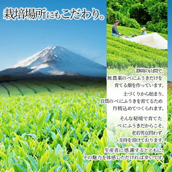 0.5g×200包 べにふうき茶 粉末スティック