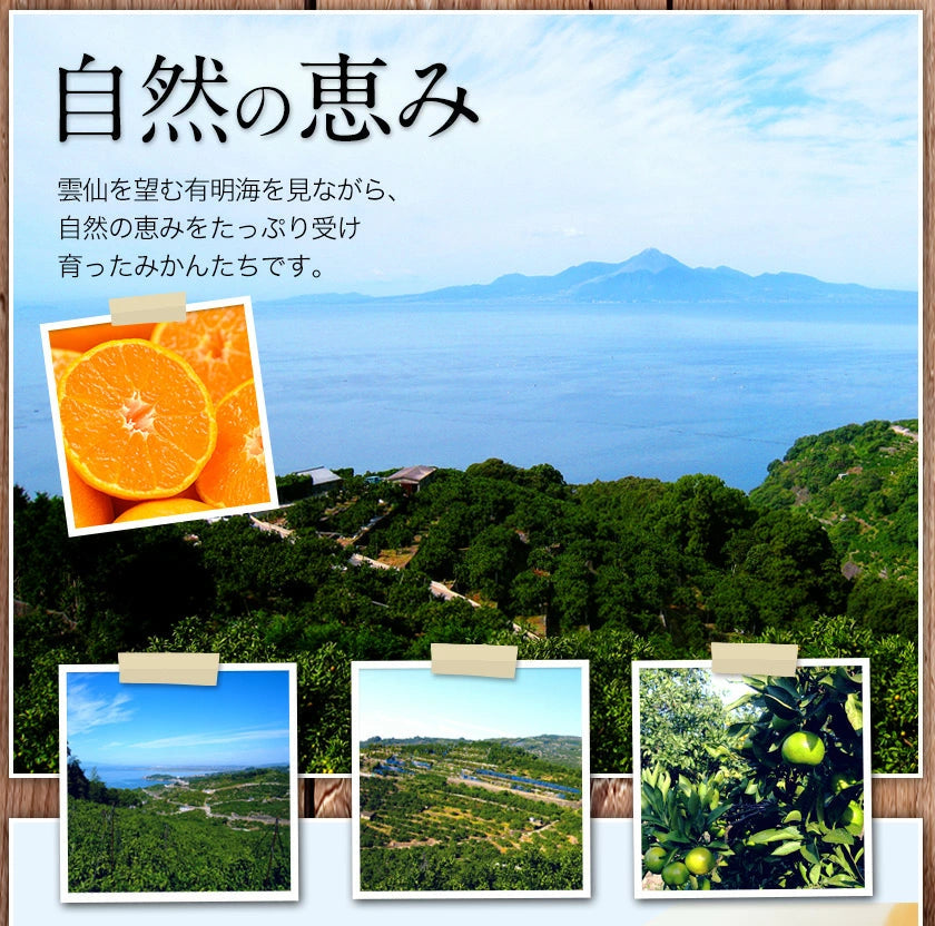 大粒 みかん 訳あり 5kg 熊本 送料無料 フルーツ 訳ありみかん 大玉 家庭用 果物 柑橘 箱買い たっぷり5キロ【特産品・ご当地特集】