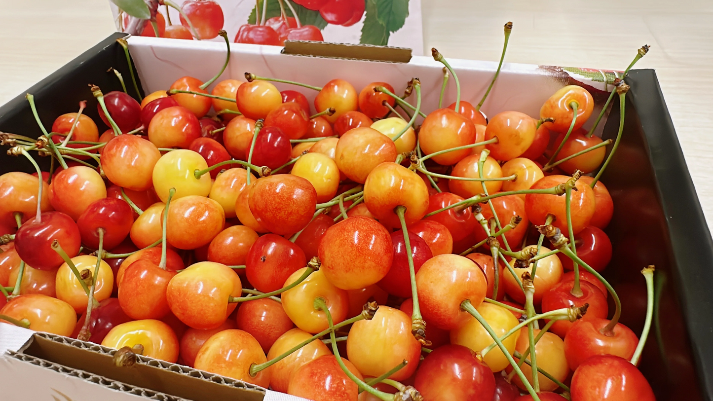 【フルーツ宝石箱】桃とさくらんぼセット 3.5kg 訳あり【6月中旬〜7月上旬順次お届け】