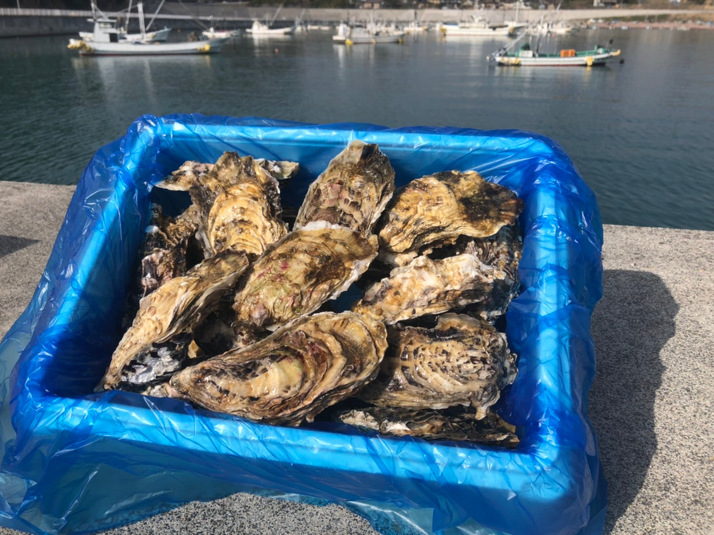 6kg(kg/6~9個) 南三陸志津川産 牡蠣 生食可