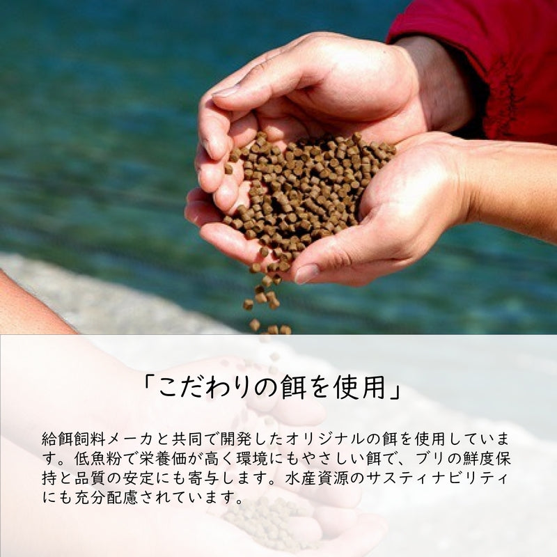 鹿児島産ぶり 半身（約1.7kg）冷蔵