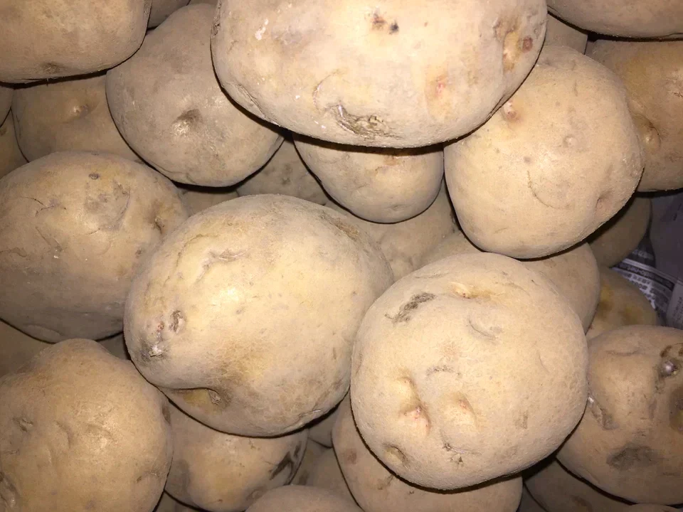 訳アリ氷温熟成じゃがいも　キタアカリ　5㎏