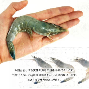 ニューカレドニア産　天使の海老 1kg 40/50サイズ 40～50尾入り［冷凍のみ］【送料無料】【4～5営業日以内に出荷】