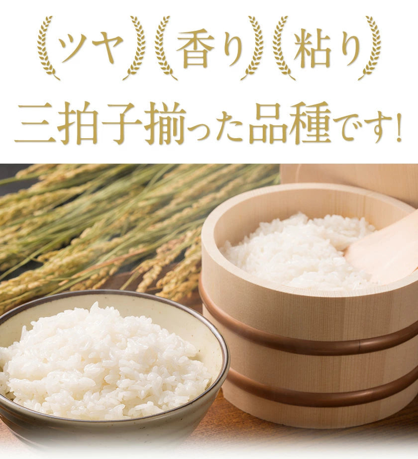 【熊本コレクション】【新米 令和4年産】ひのひかり 米 10kg 送料無料 (5kg ×2袋)【4年産】単一原料米 単一米 米 熊本県産 ヒノヒカリ コメ 精米 白米 《1-5営業日以内に発送予定(土日祝日除く)》